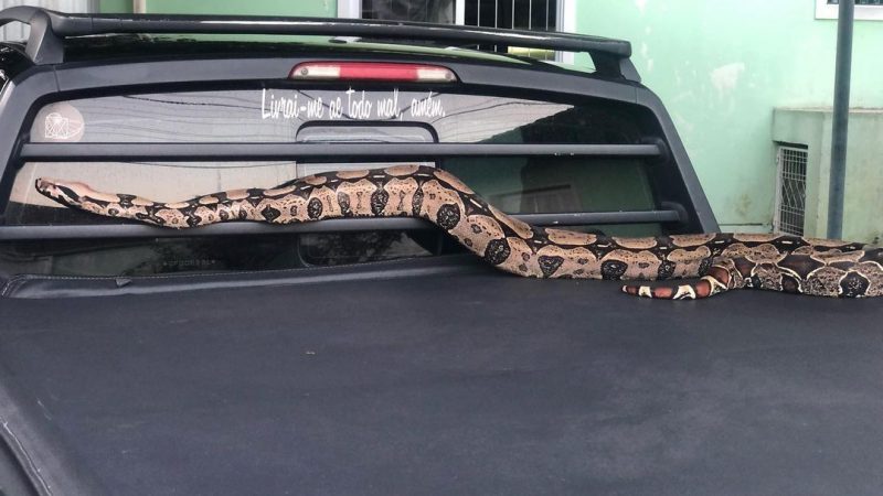 Jade pesa nove quilos e mede mais de dois metros – Foto: Divulga&ccedil;&atilde;o/ND