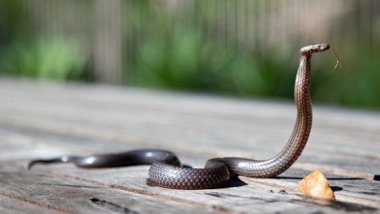 Esqueleto de cobra surpreende e viraliza na internet - NSC Total