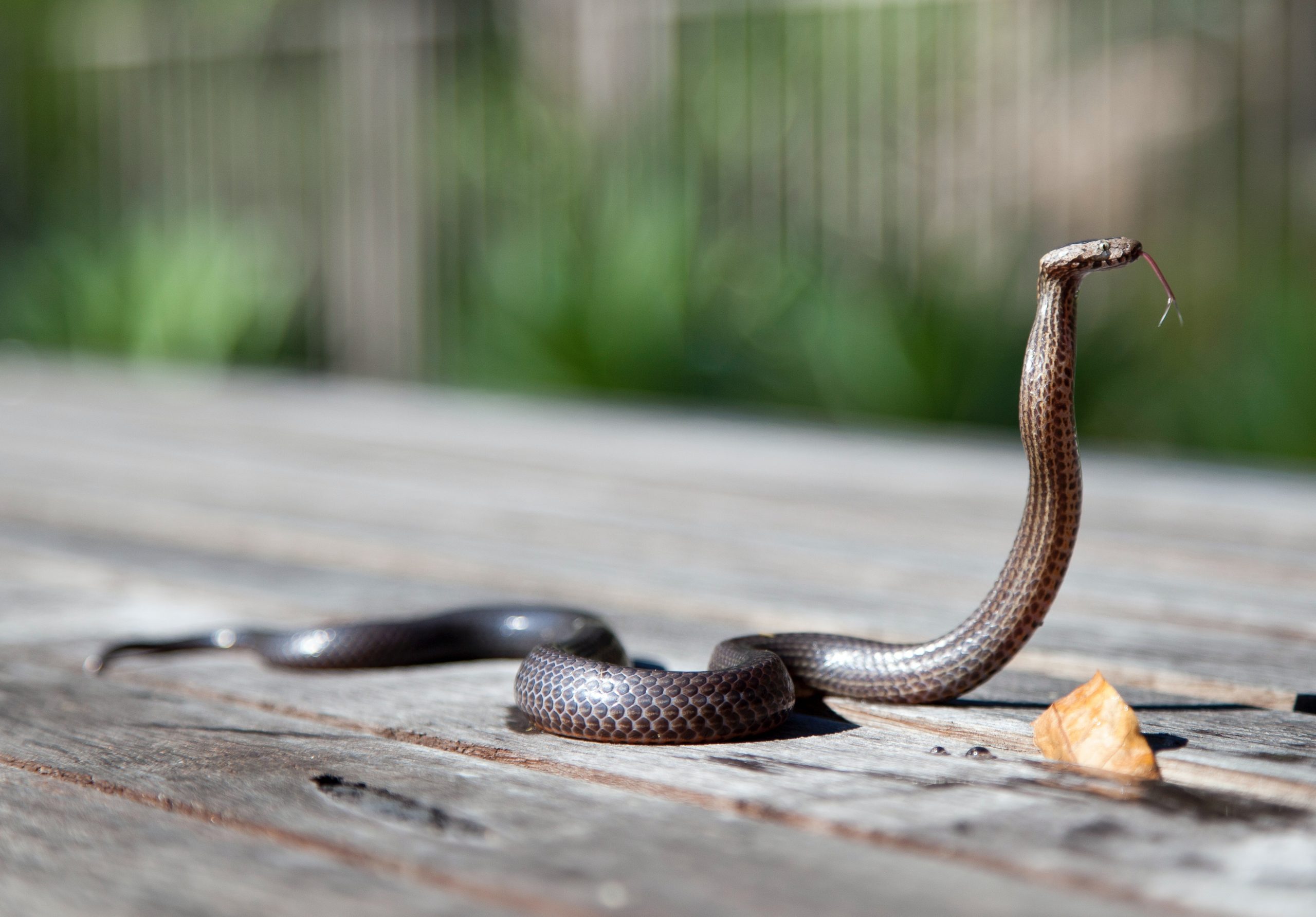 Serpente foge durante tratamento no Zoológico de Brasília