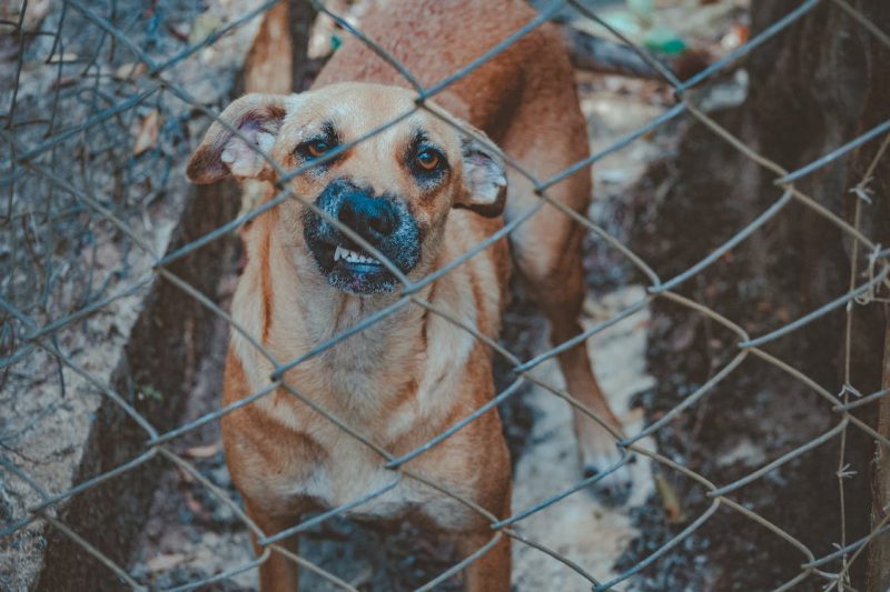 Cachorro atacou criança em Nova Veneza