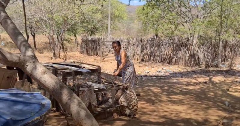 Invasor ca&ccedil;ador de pintos foi pego em flagrante, dentro do galinheiro – Foto: Reprodu&ccedil;&atilde;o