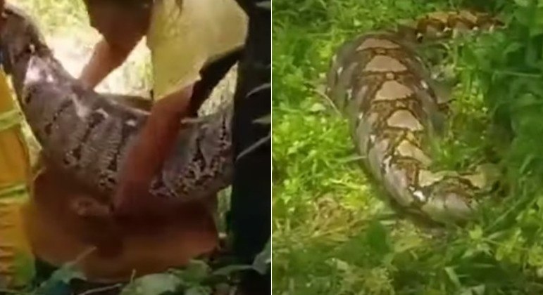 Animal engoliu porco de 20kg ap&oacute;s invadir fazenda – Foto: R7/REPRODU&Ccedil;&Atilde;O/YOUTUBE/WORLD NEWS