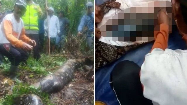Cobra de 7 metros estava na mata, pr&oacute;ximo do local onde a v&iacute;tima trabalhava – Foto: Reprodu&ccedil;&atilde;o