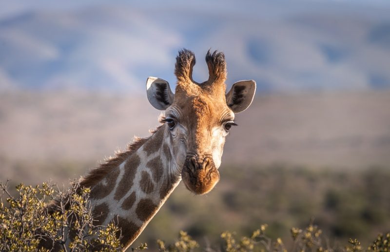 Girafa em seu habitat natural