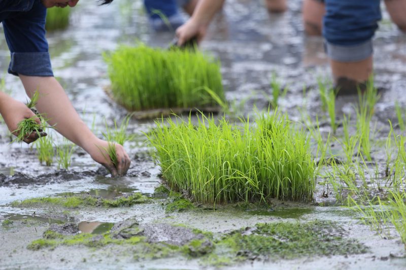 Rice requires constant watering, it needs very moist soil for a good harvest.  – Photo: Freepik/Disclosure/ND