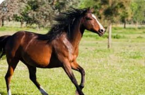 &Eacute;qua de R$ 70 mil roubada de um hotel de animais no Sul do Estado &mdash; Foto: Divulga&ccedil;&atilde;o/ND/Ilustrativa