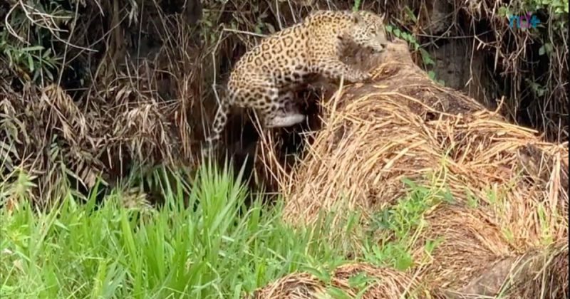 On&ccedil;a d&aacute; o “pulo do gato” para inspecionar a &aacute;rea, para surpresa dos turistas – Foto: Reprodu&ccedil;&atilde;o