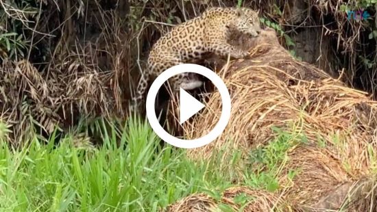 Morador flagra cobra 'pescando' em SC - Sulinfoco