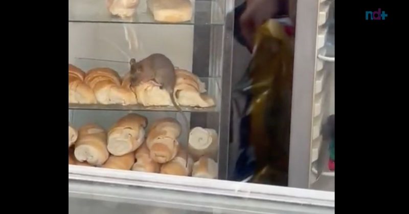Rato flagrado saboreando croissant viralizou – Foto: Reprodu&ccedil;&atilde;o