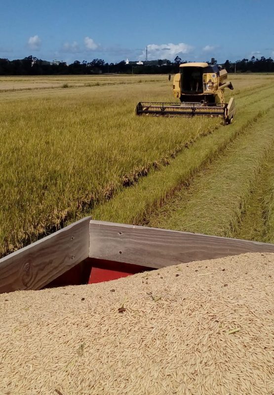 Rice harvesters in Ararangua, South Carolina Photo: Rogério Pessi/Disclosure/ND