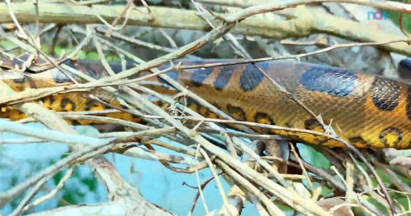 Sucuri filhote j&aacute; tem nome: Pitoca. &Eacute; filha da Vovozona com o macho Pitoco – Foto: Reprodu&ccedil;&atilde;o