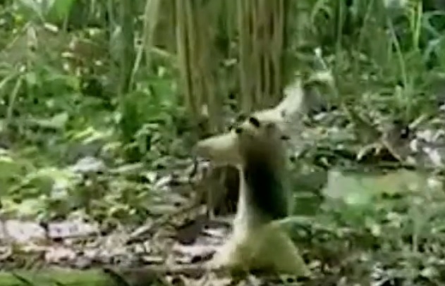 Moment of defense of the small anteater