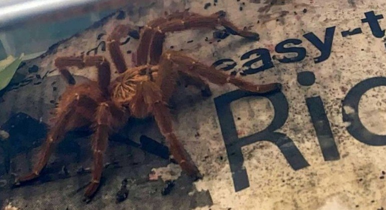 Animal foi encontrado em obra e assustou pedreiros – Foto: FOTO/SARAH RODMELL (VIA DAILY STAR)/R7