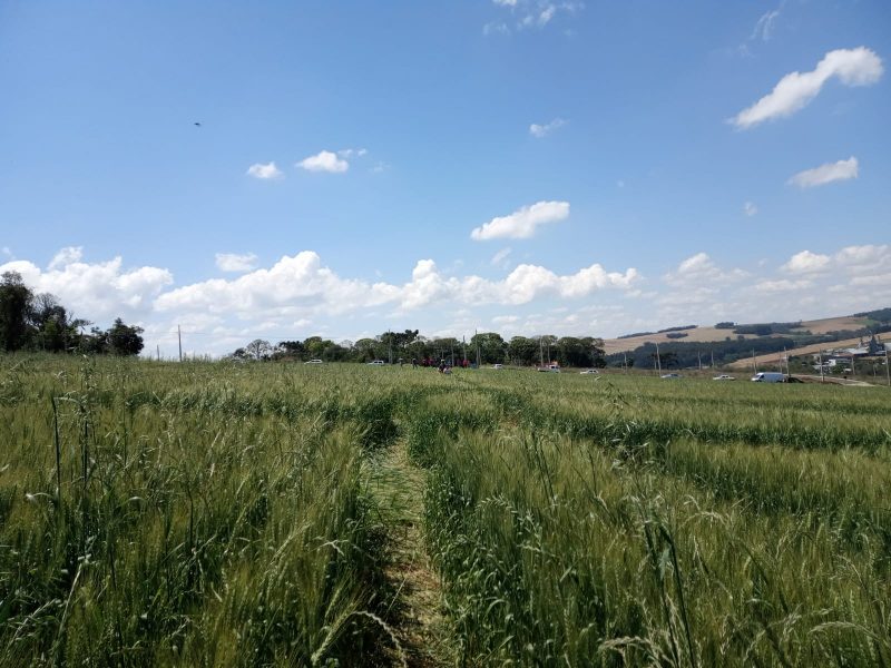 O agroglifo &eacute; formado por formas geom&eacute;tricas feitas dentro de outras formas geom&eacute;tricas. – Foto: Valeria Cenci/ND