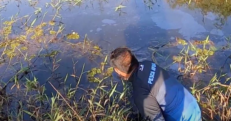 Pescador tem que entrar na &aacute;gua para dar sequ&ecirc;ncia na briga contra o peixe – Foto: Reprodu&ccedil;&atilde;o
