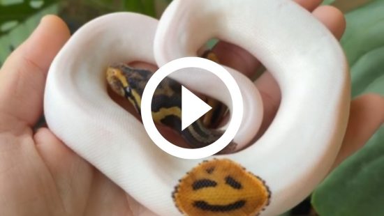 Serpente foge durante tratamento no Zoológico de Brasília