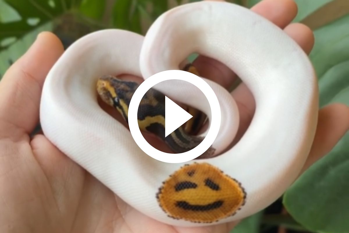 VÍDEO: Cobra com desenho de emoji na pele viraliza na web