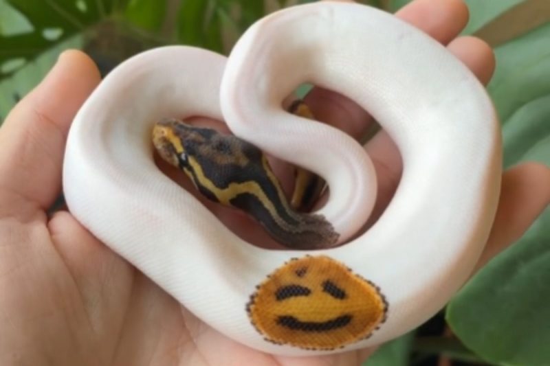VÍDEO: Cobra com desenho de emoji na pele viraliza na web