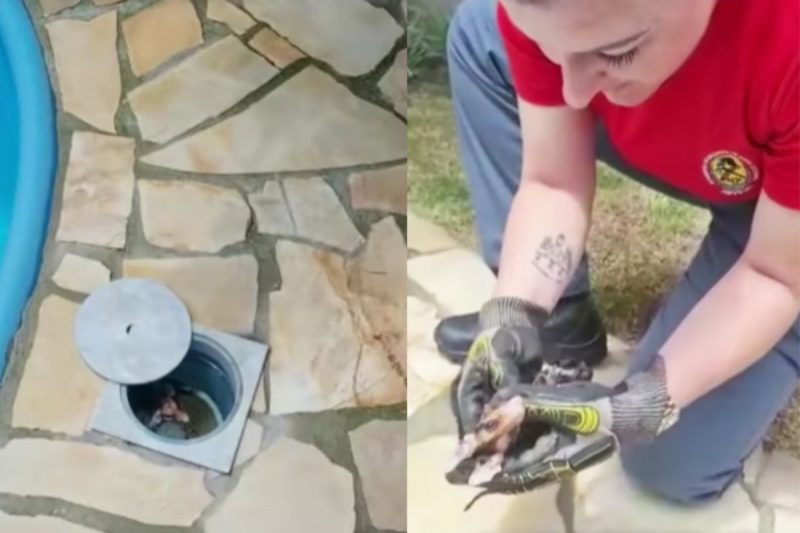 Bombeira salva filhote de gamb&aacute; afogado – Foto: CBVJ/Divulga&ccedil;&atilde;o