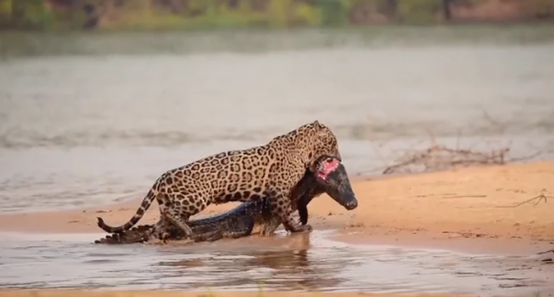 On&ccedil;a-pintada abocanhou o jacar&eacute;. – Foto: Gustavo Gaspari/Reprodu&ccedil;&atilde;o/ND