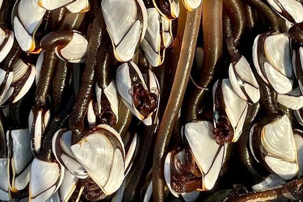 Craca de pesco&ccedil;o de ganso: tem que ter coragem para comer, mas &eacute; alta gastronomia – Foto: Reprodu&ccedil;&atilde;o