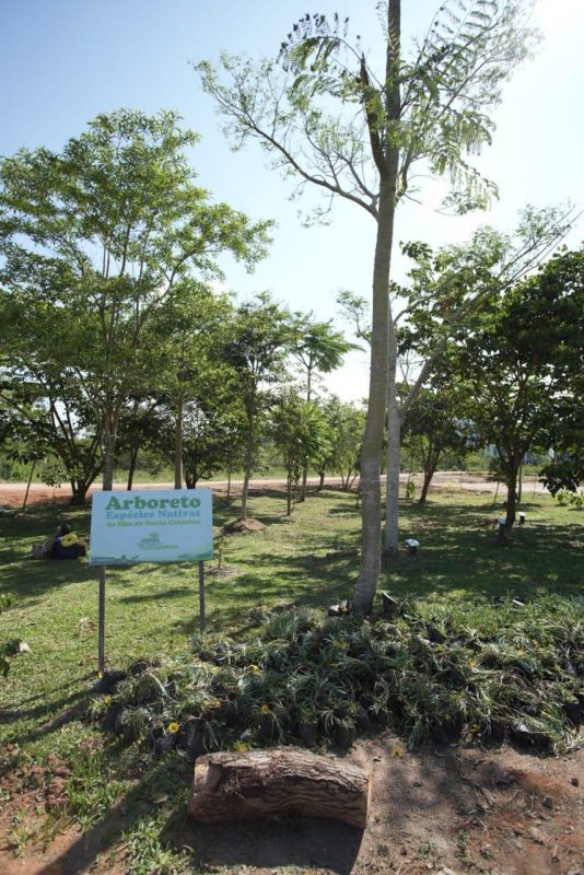 Esp&eacute;cies descobertas por Fritz M&uuml;ller est&atilde;o no arboreto em Florian&oacute;polis. – Foto: Leonardo Sousa/PMF/Divulga&ccedil;&atilde;o/ND