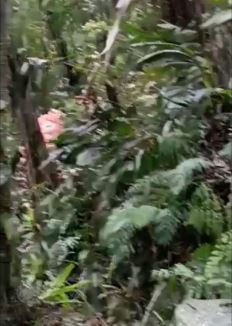 Aeronave da FAB desaparecida em SC &eacute; encontrada em Canelinha com dois tripulantes mortos – Foto: Reprodu&ccedil;&atilde;o v&iacute;deo