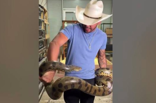 Momento em que a anaconda d&aacute; um dos botes no homem – Foto: Reprodu&ccedil;&atilde;o v&iacute;deo/Divulga&ccedil;&atilde;o ND