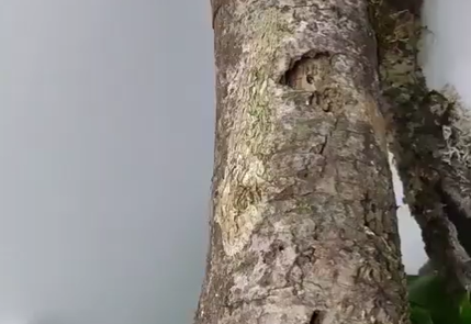 Frame de vídeo com animal camuflado