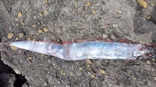 Peixe-remo achado no Chile antes de terremoto – Foto: Reprodu&ccedil;&atilde;o/Twitter