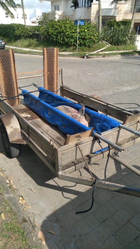 Boto-cinza foi resgatado e passou pelo exame necrosc&oacute;pico – Foto: CePRAM/R3 Animal/Divulga&ccedil;&atilde;o/ND