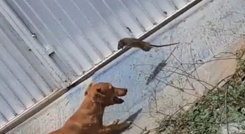 Pancadaria: C&atilde;o chama rato para &lsquo;guerra&rsquo; e rea&ccedil;&atilde;o surpreende – Foto: Reprodu&ccedil;&atilde;o/ND