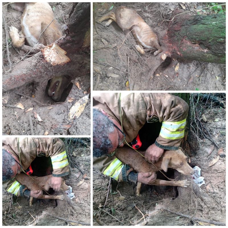 Cachorra fica com a cabe&ccedil;a presa em &aacute;rvore e mobiliza bombeiros em Jaguaruna – Foto: CBM Volunt&aacute;rios de Jaguaruna/Divulga&ccedil;&atilde;o/ND