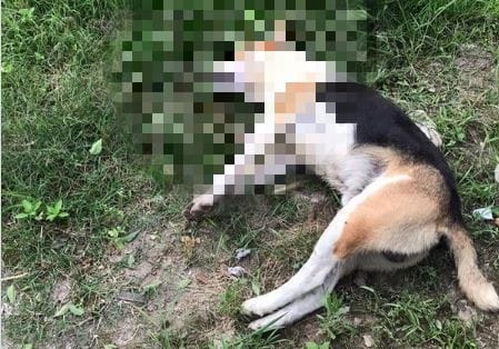 Animais foram achados mortos ao longo do ano e casos causam revolta na internet – Foto: Reprodu&ccedil;&atilde;o/@protetorpaulo/ND