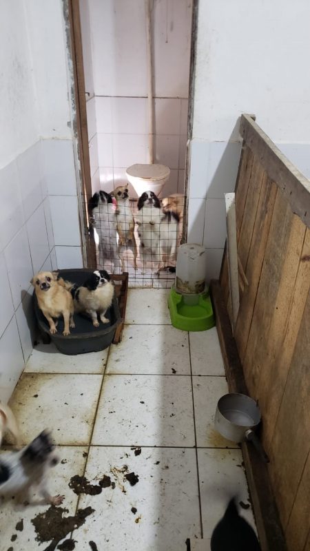 Animais estavam em c&ocirc;modo insalubre em Palho&ccedil;a, na Grande Florian&oacute;polis – Foto: PC/Divulga&ccedil;&atilde;o/ND