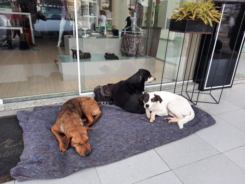 Munic&iacute;pio do Alto Vale vai implantar microchip em c&atilde;es e gatos – Foto: Divulga&ccedil;&atilde;o/Assessoria de Comunica&ccedil;&atilde;o de Ituporanga/ND