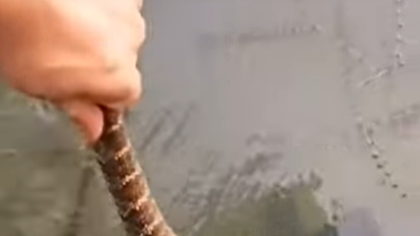 Cobra venenosa em motor 