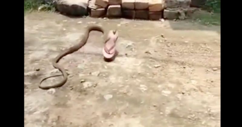 Cobra amea&ccedil;a invadir casa, mas acaba saindo com um chinelo – Foto: Reprodu&ccedil;&atilde;o