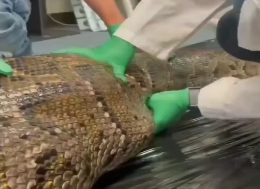 Vídeo de cobra gigante 