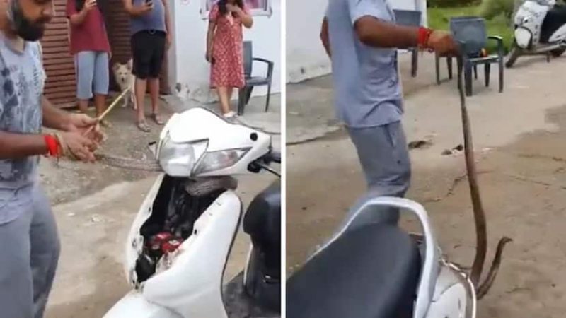 Cobra estava escondida, hibernando dentro da carenagem da Scooter – Foto: Reprodu&ccedil;&atilde;o