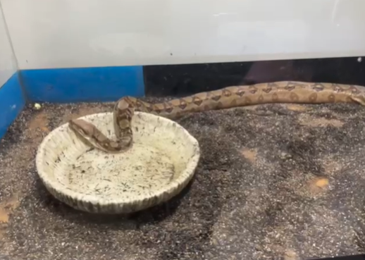 Investiga&ccedil;&atilde;o da PF apura comercializa&ccedil;&atilde;o de cobras, aranhas e p&aacute;ssaros pela internet – Foto: PF/Divulga&ccedil;&atilde;o/ND