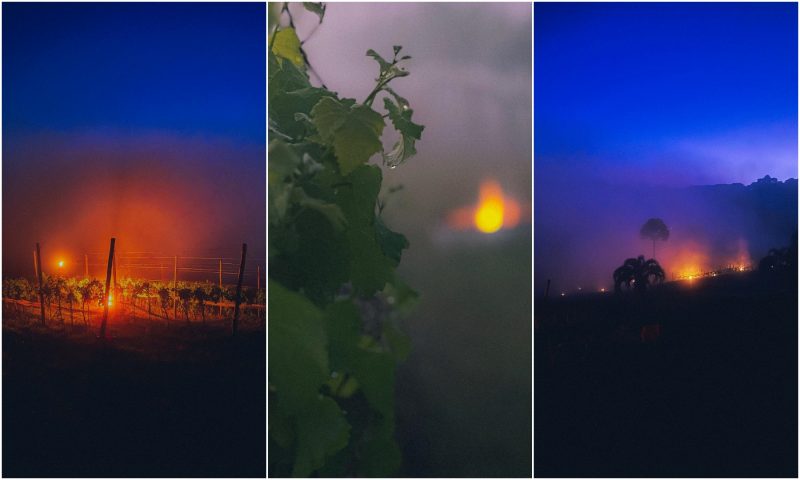 Produtores de uva em SC salvam vinhedo com t&eacute;cnica milenar