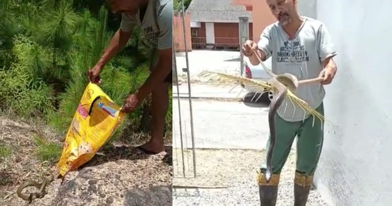 Alex aproveitou que estava de bota e usando luvas para se aproximar melhor do animal – Foto: Divulga&ccedil;&atilde;o/ND