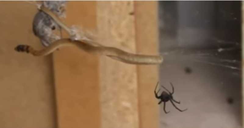 Imagens mostram ataque perfeito feito por uma aranha contra suas presas – Foto: Reprodu&ccedil;&atilde;o/Youtube/ND