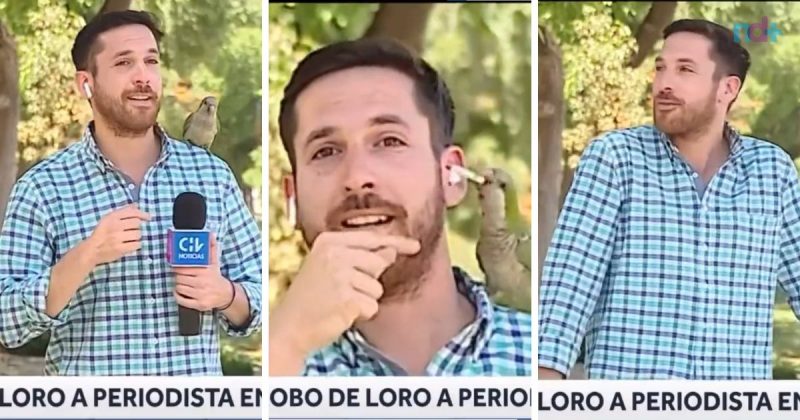Papagaio folgado rouba rep&oacute;rter ao vivo no Chile – Foto: Reprodu&ccedil;&atilde;o/Internet