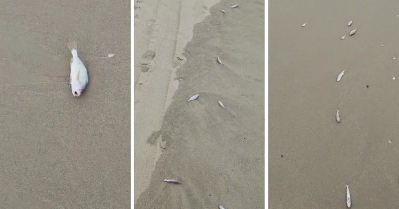 Banhista filmou centenas de peixes mortos em Meia Praia de Navegantes – Foto: Reprodu&ccedil;&atilde;o/ND