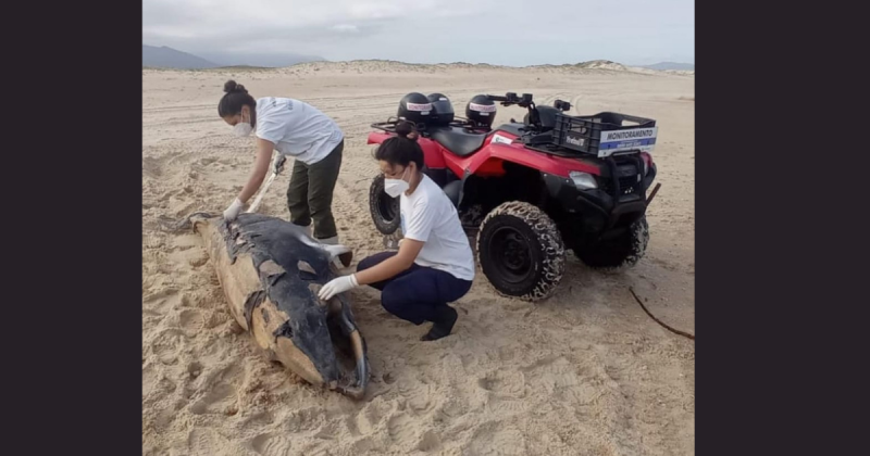 Baleia Minke encontrada morta na Guarda do Emba&uacute; – Foto: Instagram/Divulga&ccedil;&atilde;o/ND