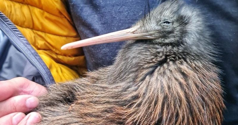 Pais de pet podem ganhar mais de R$ 400 mil para cuidar de ave rara na Austr&aacute;lia – Foto: Reprodu&ccedil;&atilde;o/@docgovtnz/ND