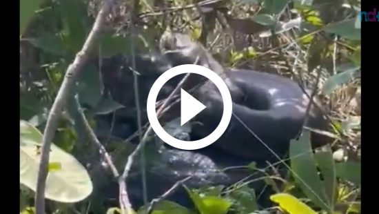 (Vídeo) Biólogo é atacado por serpente enquanto gravava vídeo em