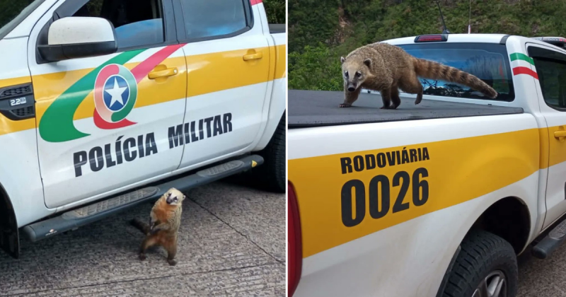 Quati tenta ‘pegar carona’ em viatura da pol&iacute;cia em SC e viraliza – Foto: PMRv/Divulga&ccedil;&atilde;o/ND
